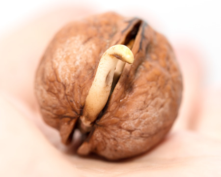sprouted nuts