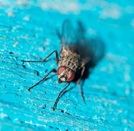 fly macro