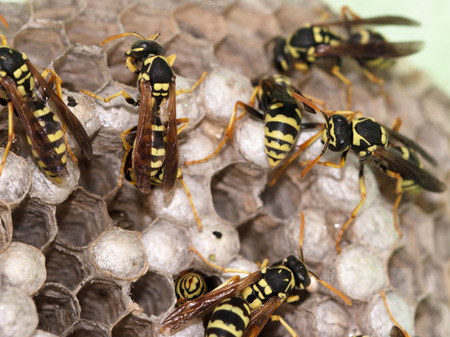 hornet's nest with waspsの写真素材