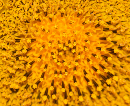 mid sunflower macroの写真素材
