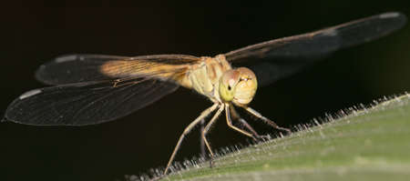 dragonfly on green leafの写真素材
