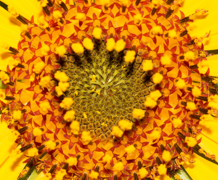 flower of sunflowerの写真素材