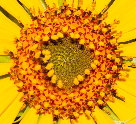 sunflower macroの写真素材