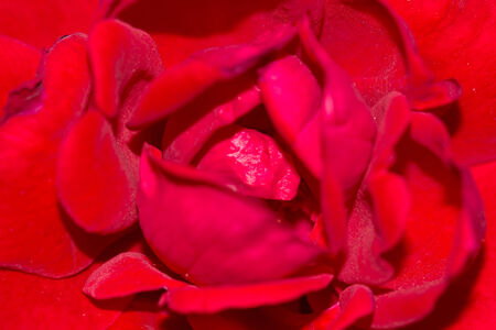 red rose macroの写真素材