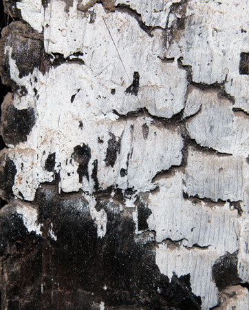 Burned trees backgroundの写真素材