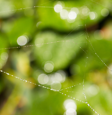 thread spider web with water dropletsの写真素材