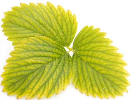 strawberry leaf macro on white background