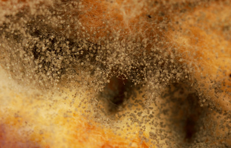 mold on breadの写真素材