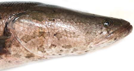 head snakeheadの写真素材