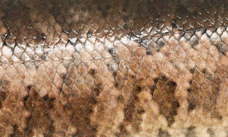 Scale snakehead as backgroundの写真素材