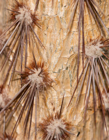 thorns on the stem of a cactusの写真素材