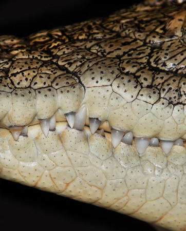 jaw of the crocodileの写真素材