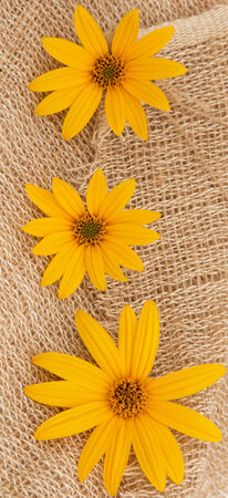 Jerusalem artichoke flowers on sackclothの写真素材