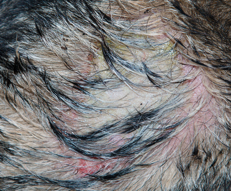 wound on a dog with pusの写真素材