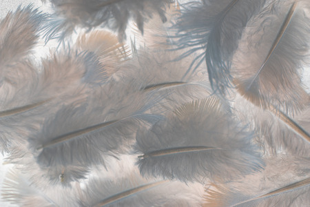 feather on gray backgroundの写真素材