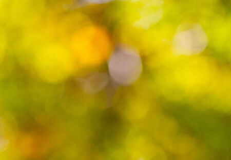 floral bokeh yellow-greenの写真素材