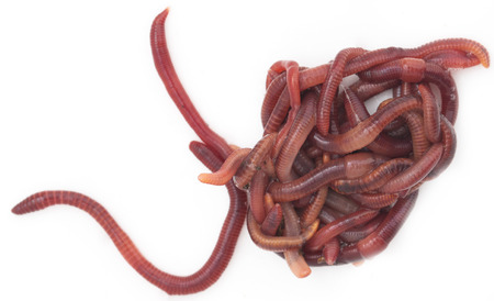 red worms on a white backgroundの写真素材