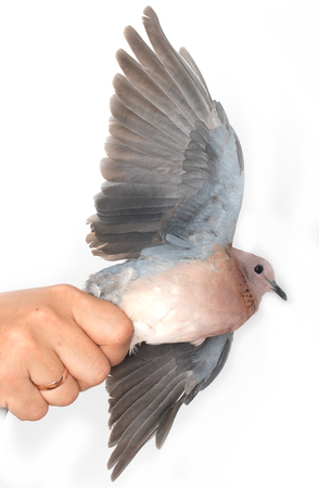dove in his hand on a white backgroundの写真素材