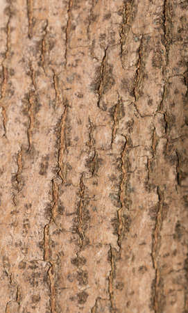 tree bark as background