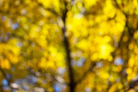 bokeh in yellow and green backgroundの写真素材