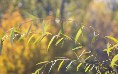 floral bokeh yellow-green
