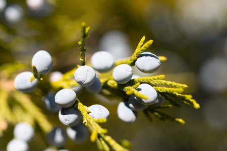 branches of a Christmas tree as backgroundの写真素材