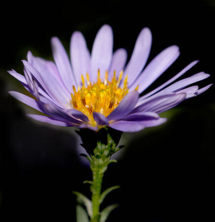 purple flowersの写真素材