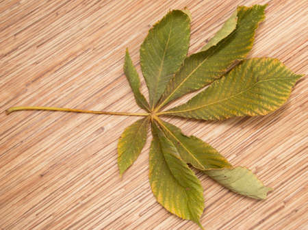 dry leafの写真素材