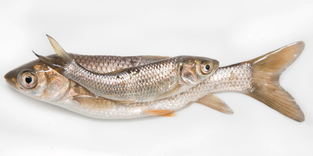 small fresh fish on a white background