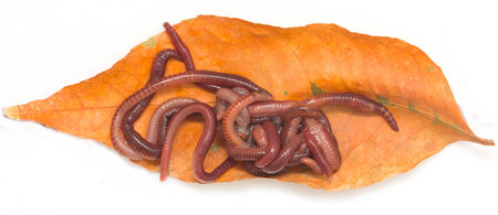 red worms on a white backgroundの写真素材