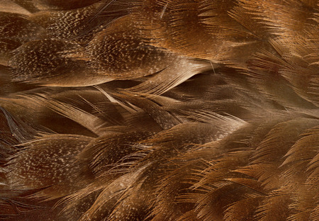 brown feathers as a backgroundの写真素材