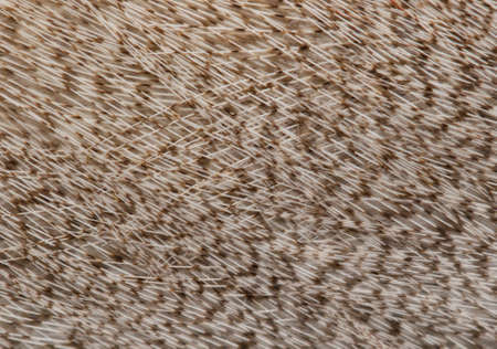 black and white feathers as a background