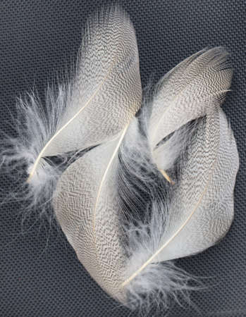 speckled feathers on a black backgroundの写真素材