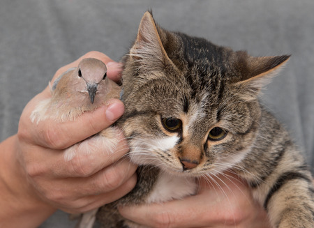 pigeon and cat in handsの写真素材