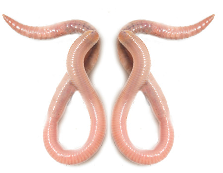 worm on a white backgroundの写真素材