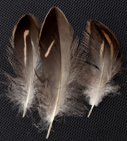feathers on a black backgroundの写真素材