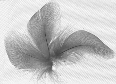 feathers on a white backgroundの写真素材