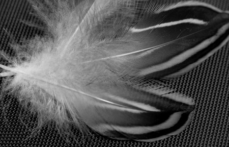 feathers on a black backgroundの写真素材