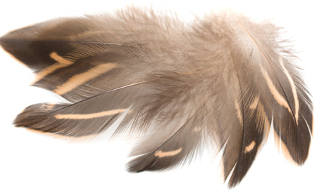 feathers on a white backgroundの写真素材