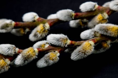 Willow on a black background
