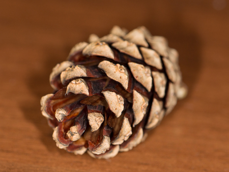 fir-cone on a wooden background