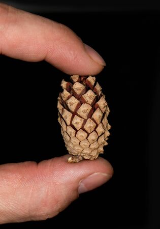 fir-cone on a black background
