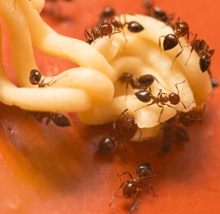 ants eat