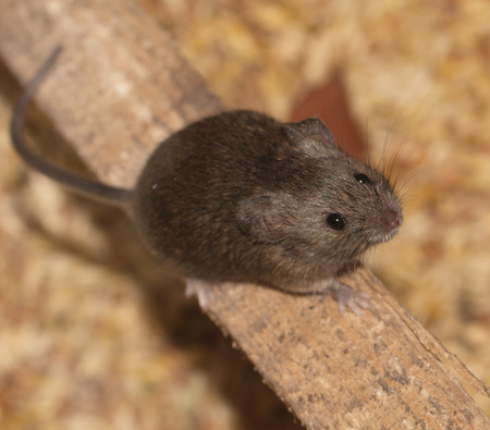 mouse on the piece of woodの写真素材