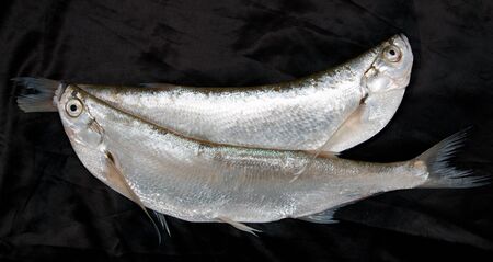 sabrefish fresh fish on a black background