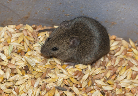 mouse on the background of grainsの写真素材