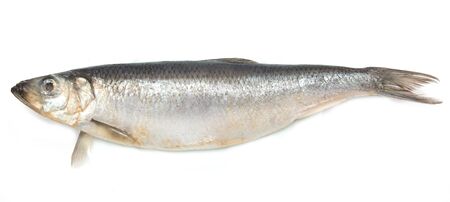 herring on white background