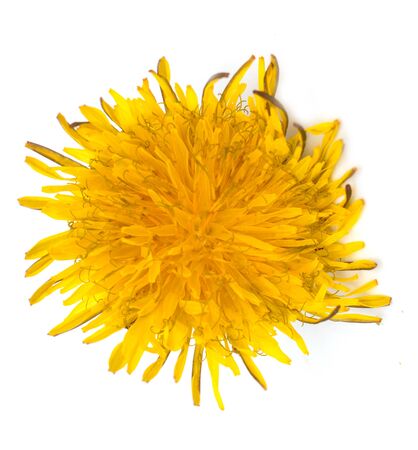 yellow dandelion flower on a white backgroundの写真素材
