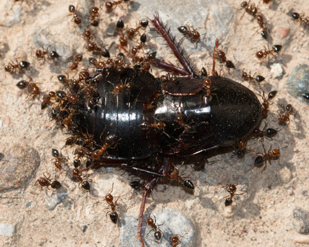 ants eating beetle