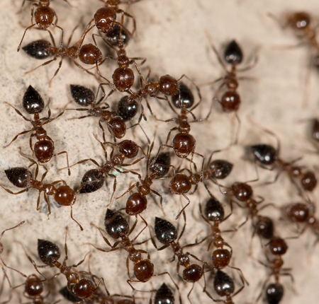 ants on the wallの写真素材